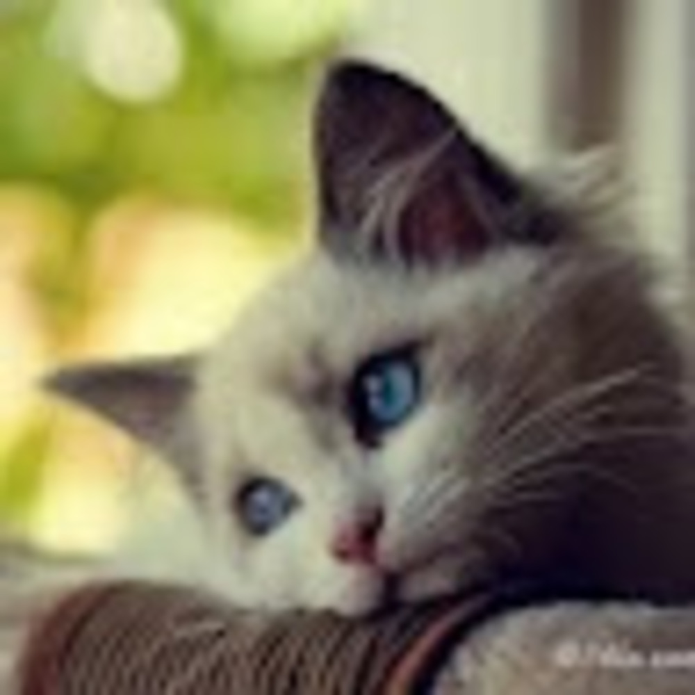 Meet your Posher, Xiaomeng